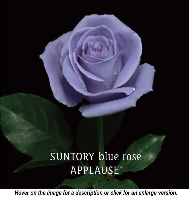 Suntory blue rose